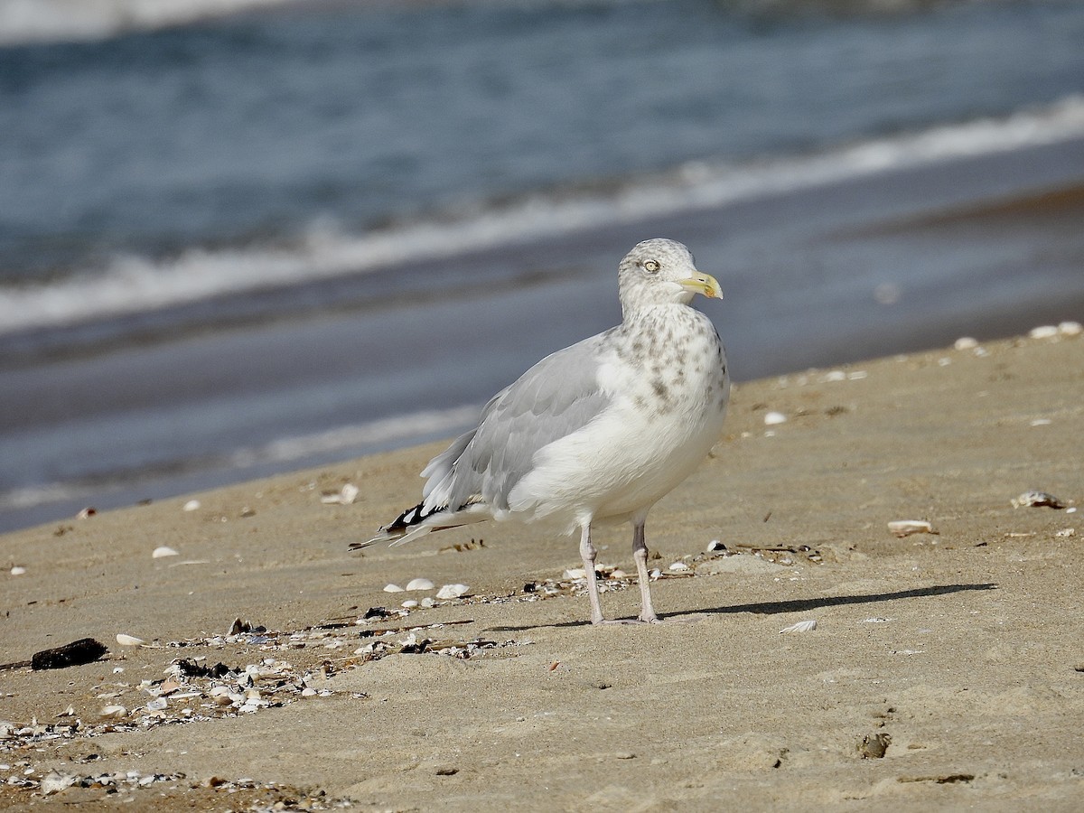 Gaviota Argéntea - ML624170654