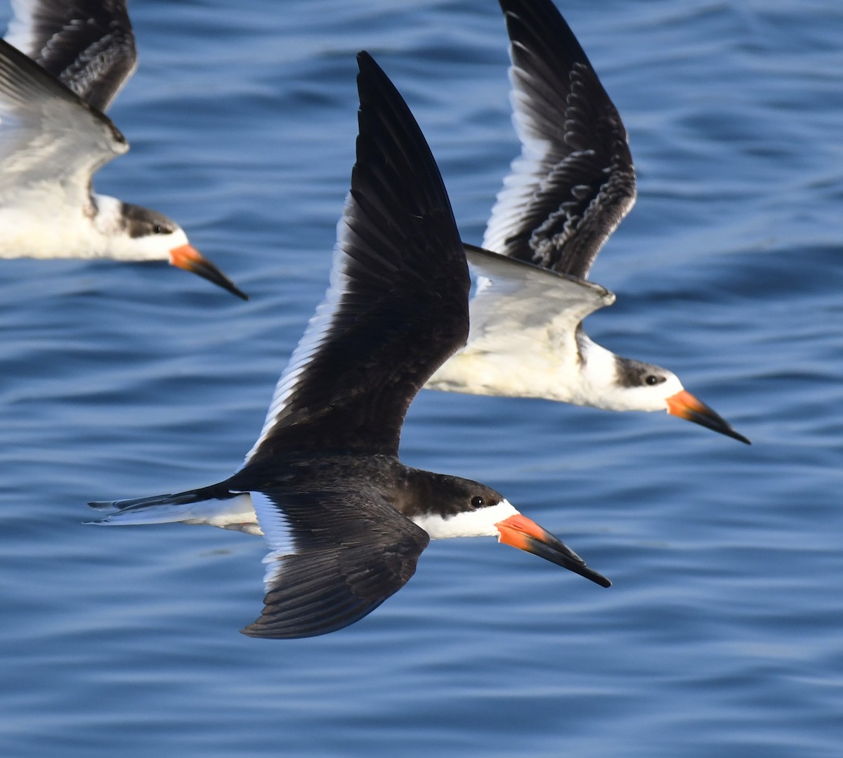 Black Skimmer - ML624170676