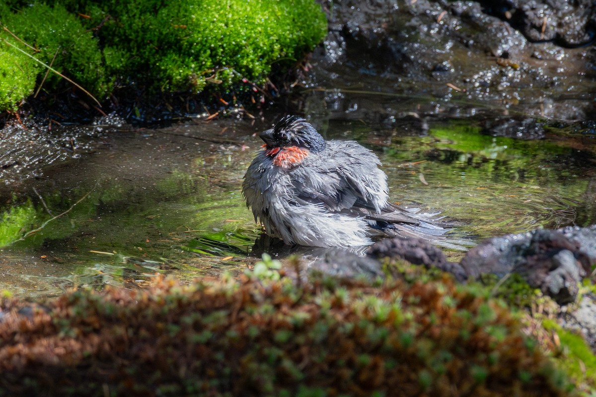 Eurasian Bullfinch - ML624170704