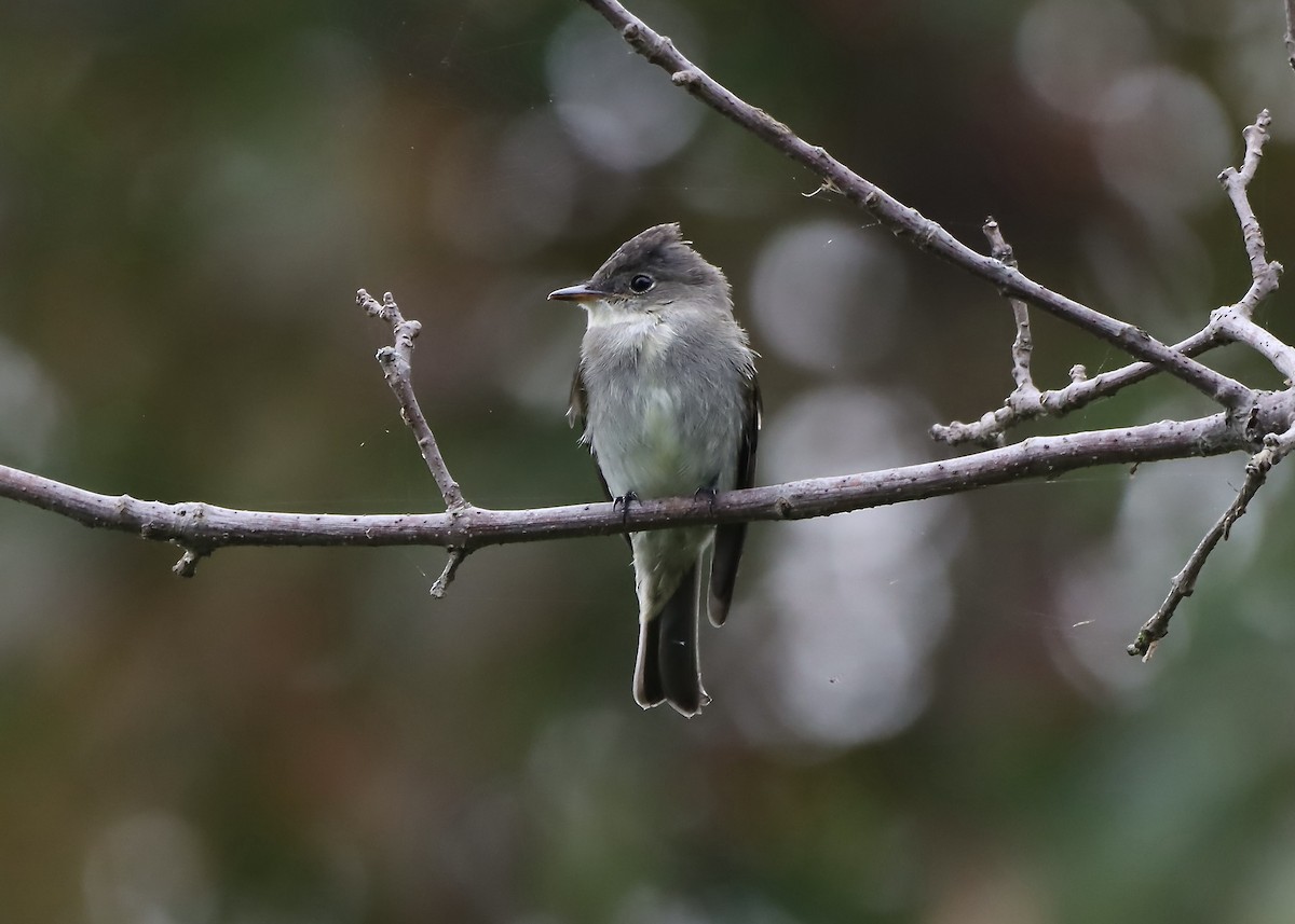 Eastern Wood-Pewee - ML624170710