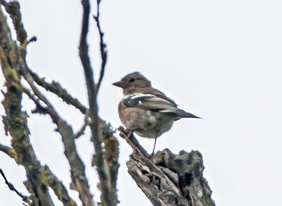 Common Chaffinch - ML624170727