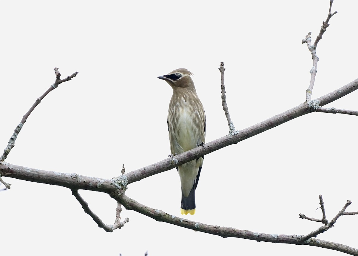 Cedar Waxwing - ML624170728