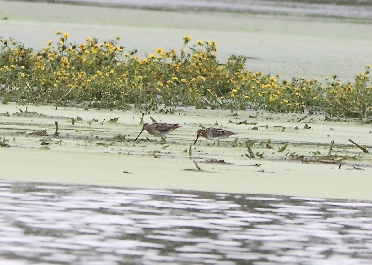 Wilson's Snipe - ML624170736