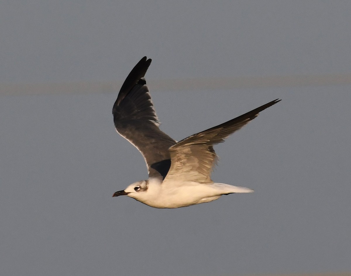 Mouette atricille - ML624170739