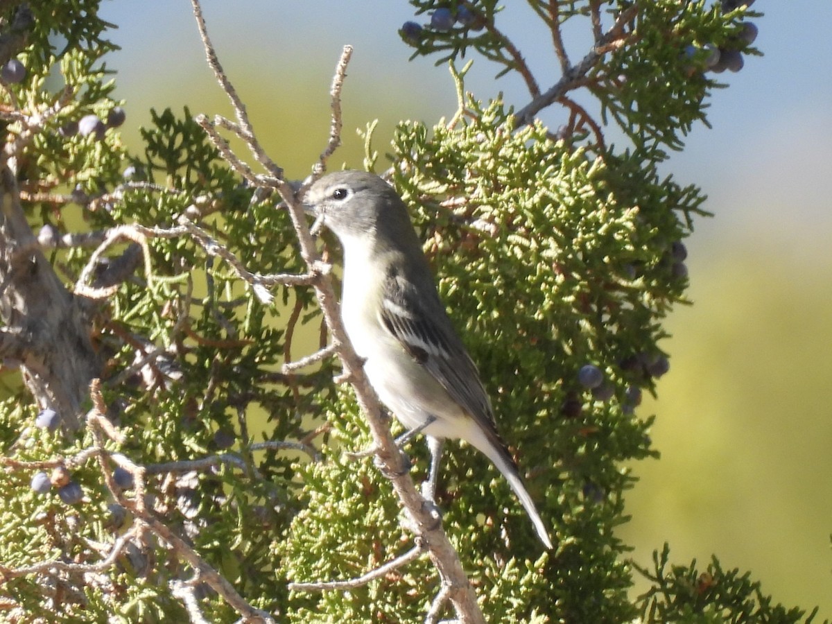 Plumbeous Vireo - Kristen Suggs