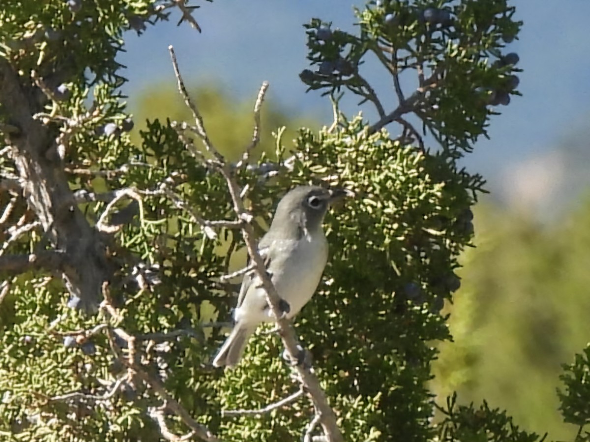 Plumbeous Vireo - ML624170784