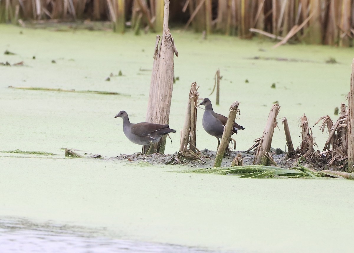 Common Gallinule - ML624170790