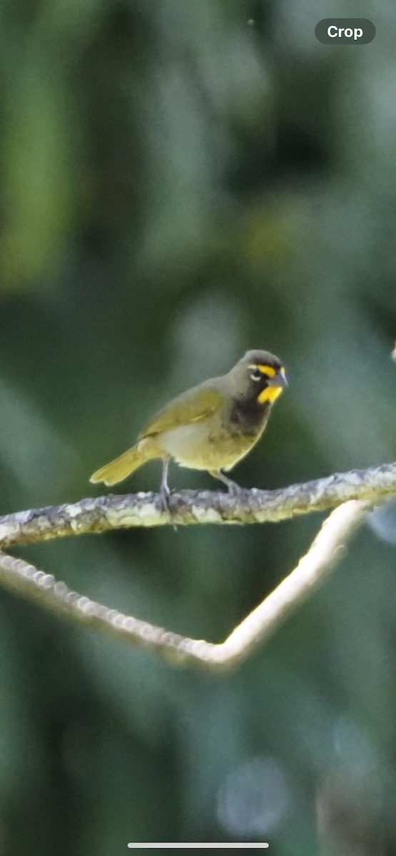 Semillero Tomeguín - ML624170804