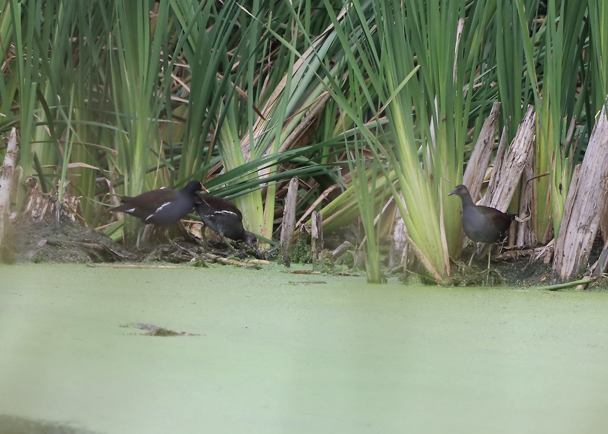 Common Gallinule - ML624170810