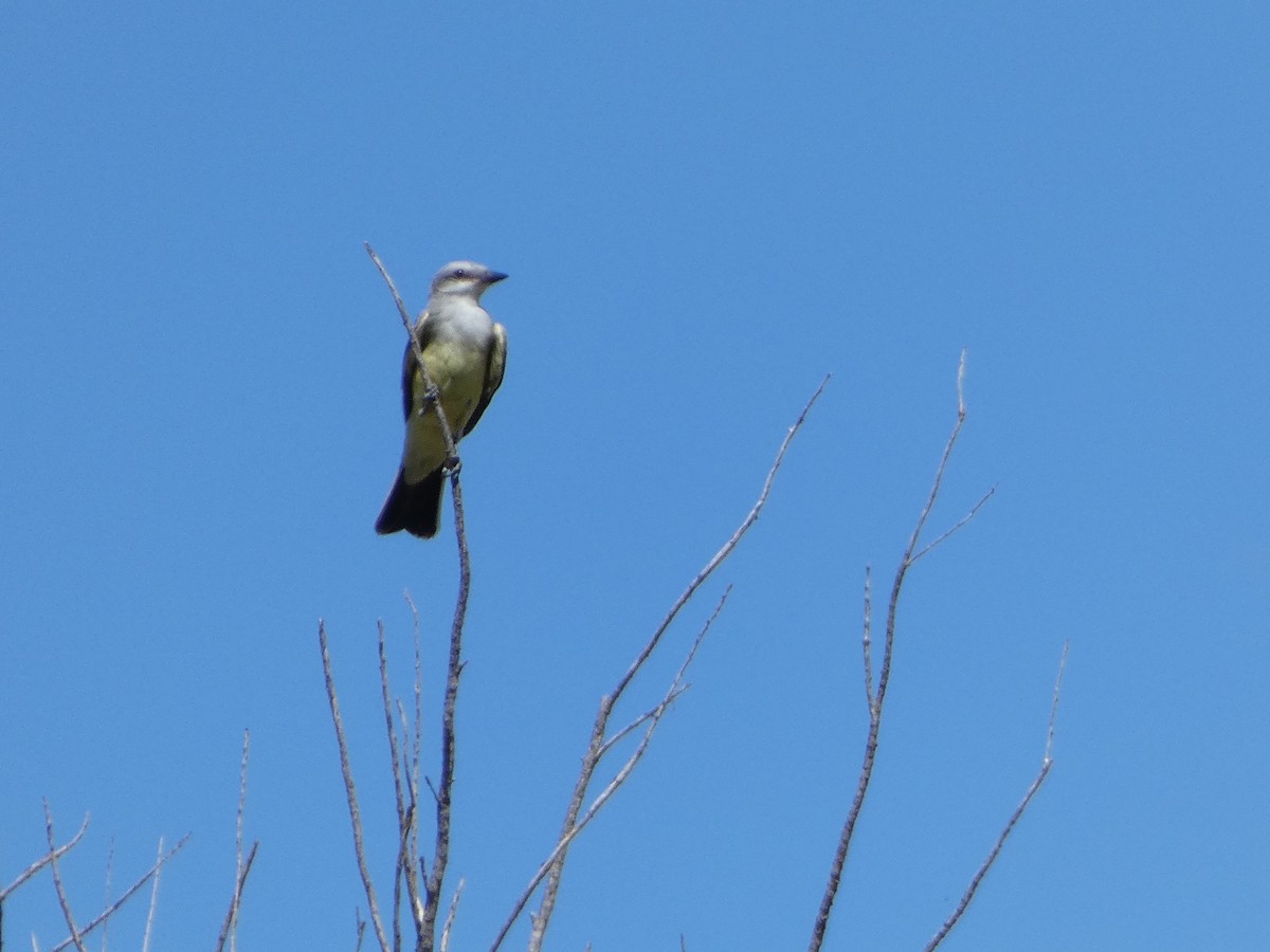 Schmalschnabel-Königstyrann - ML624170848