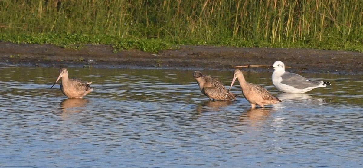 Marbled Godwit - ML624170857