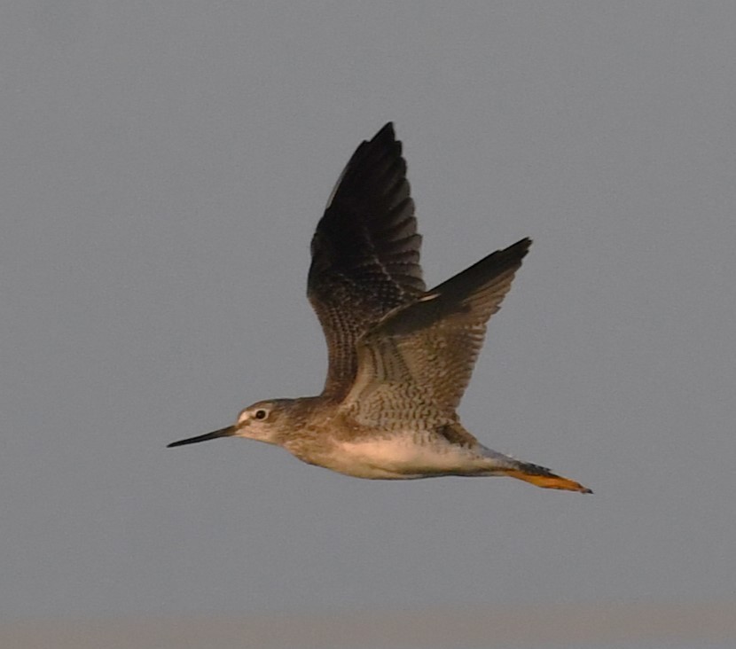 Greater Yellowlegs - ML624170908