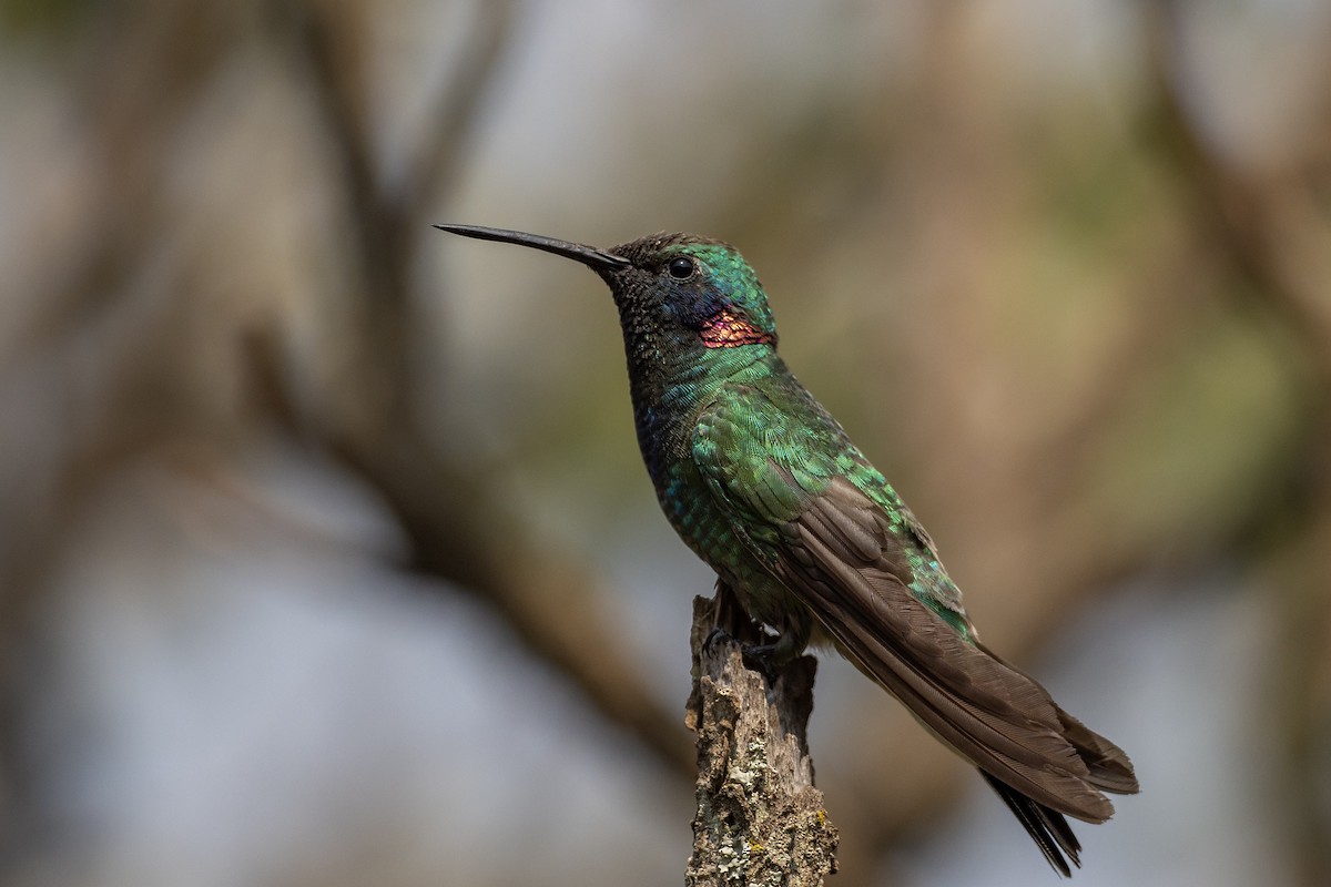 White-vented Violetear - ML624170917