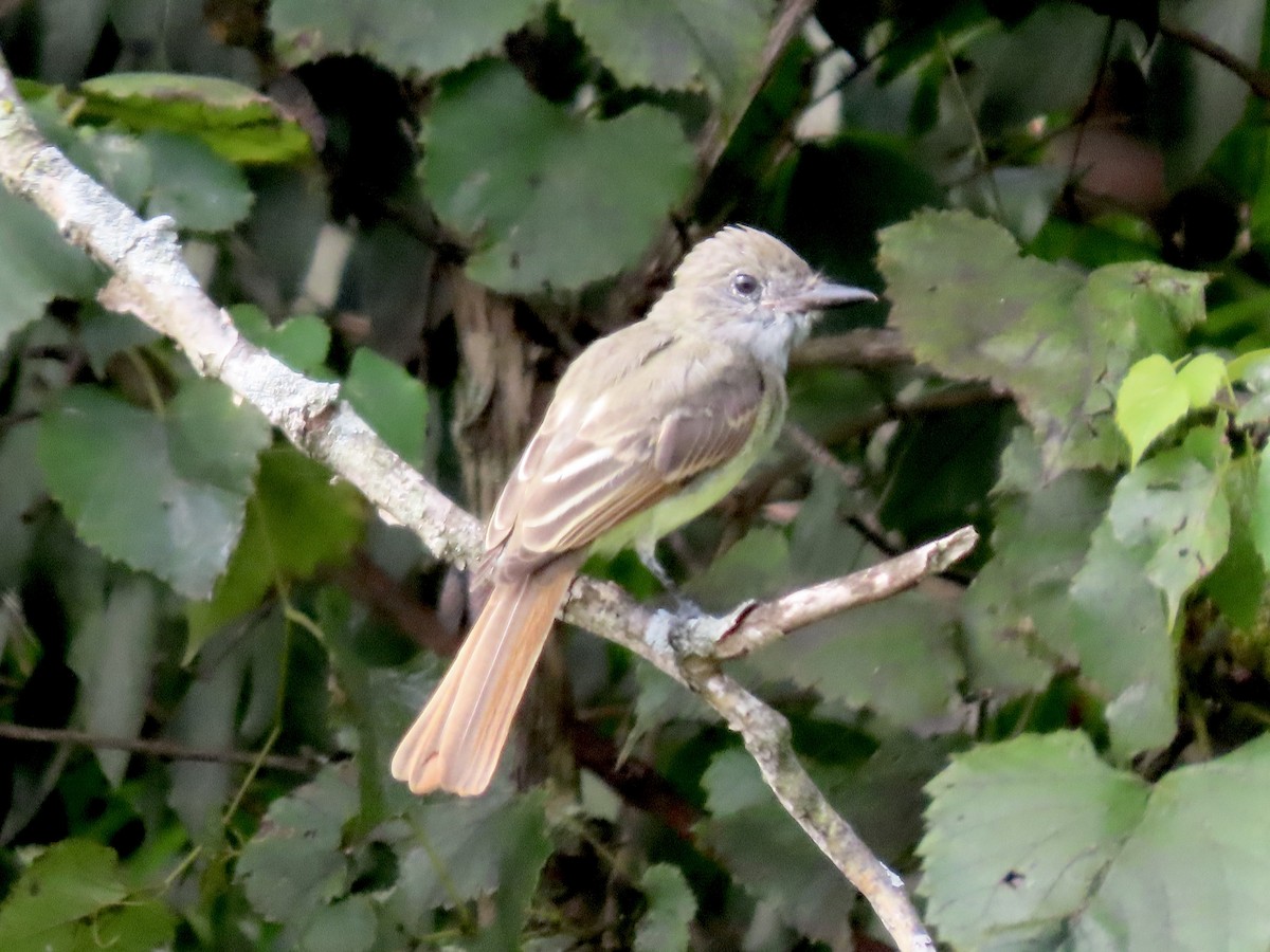 Great Crested Flycatcher - ML624170919