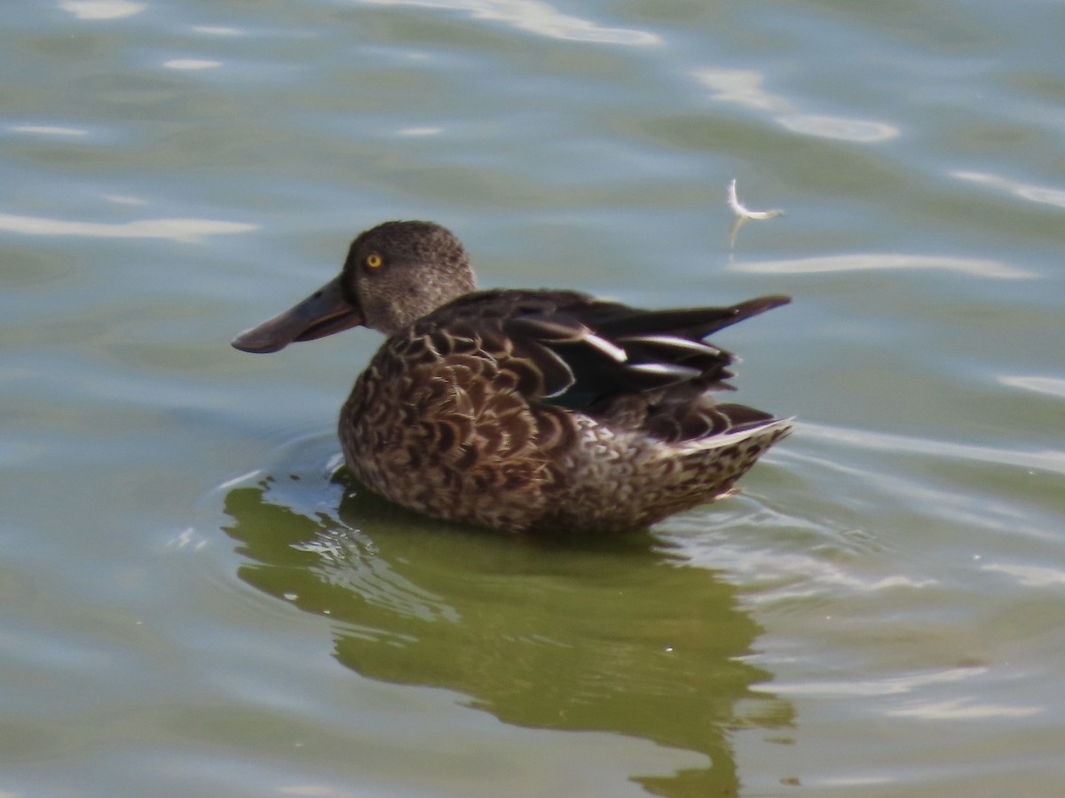 Northern Shoveler - ML624170926