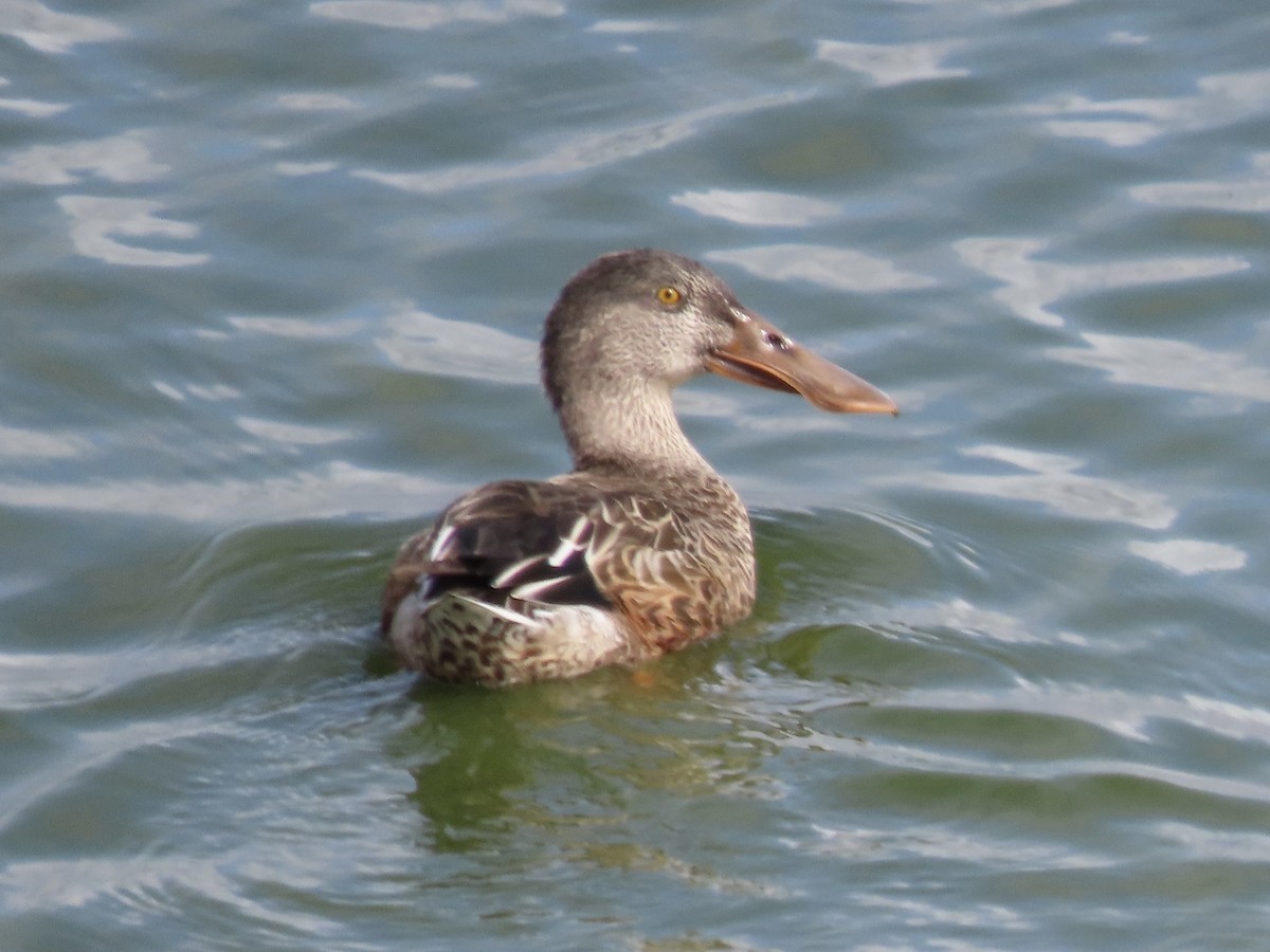 Northern Shoveler - ML624170928