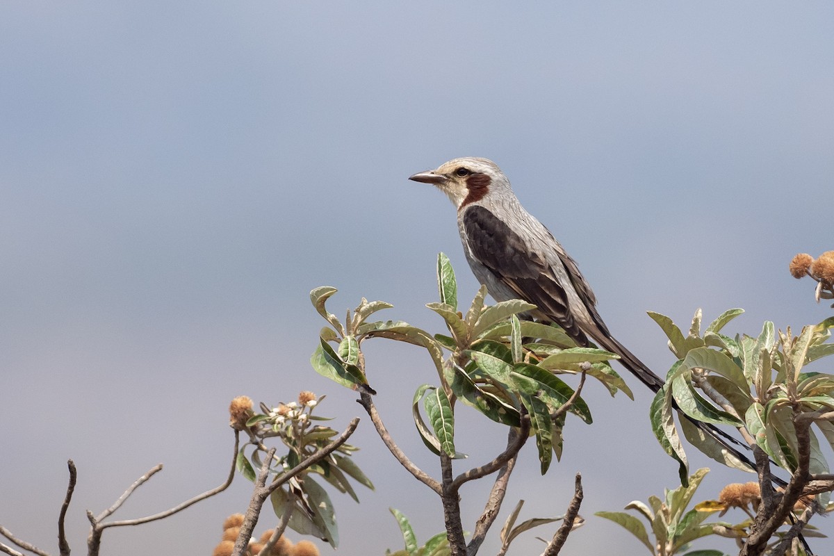 Streamer-tailed Tyrant - ML624170935