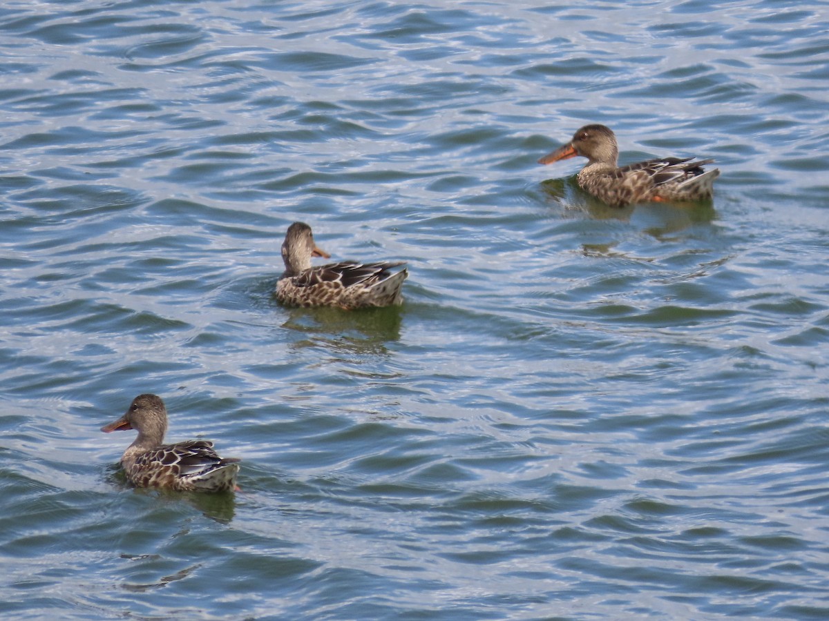 Northern Shoveler - ML624170938