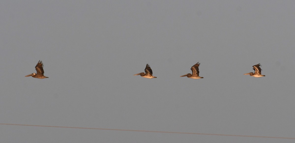 Brown Pelican - ML624170940