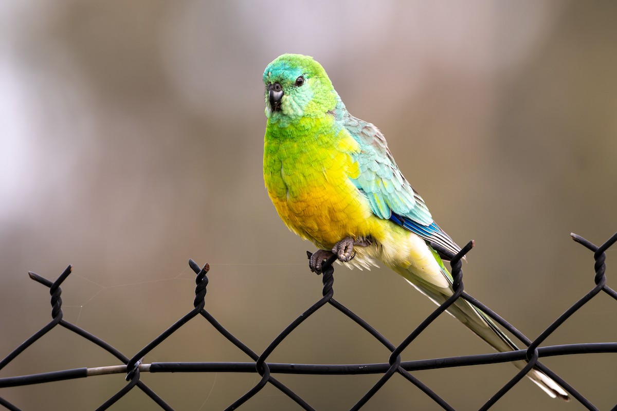 Red-rumped Parrot - ML624170949