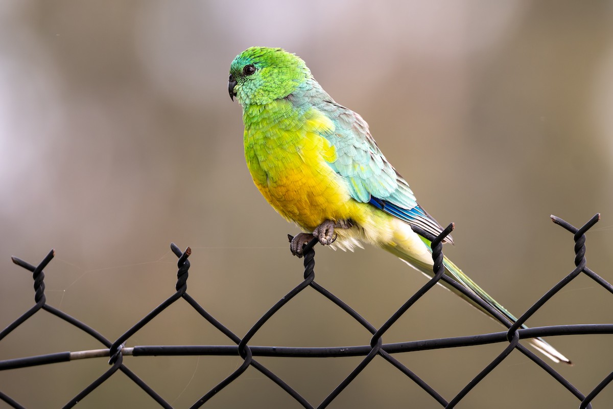 Red-rumped Parrot - ML624170950