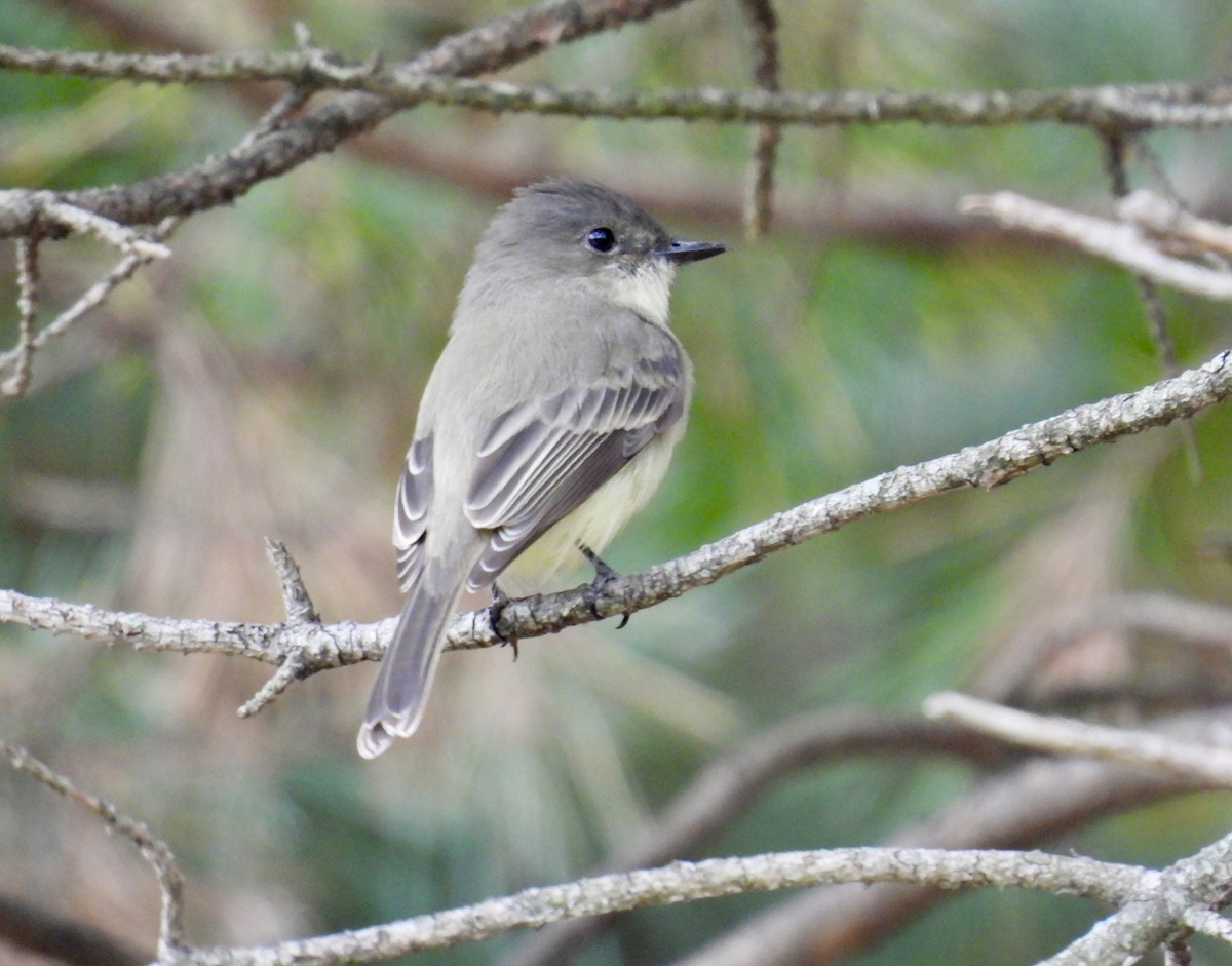 Eastern Phoebe - ML624170976