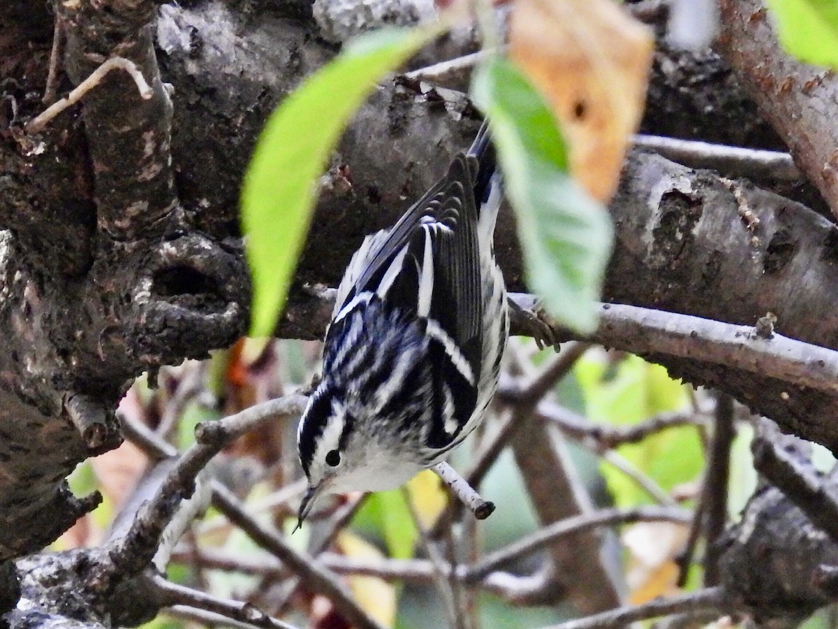 Black-and-white Warbler - ML624170984