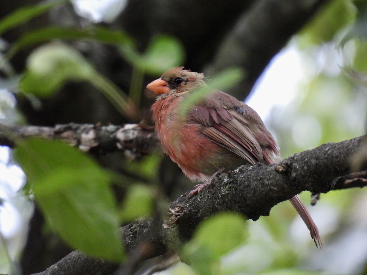 Northern Cardinal - ML624170990