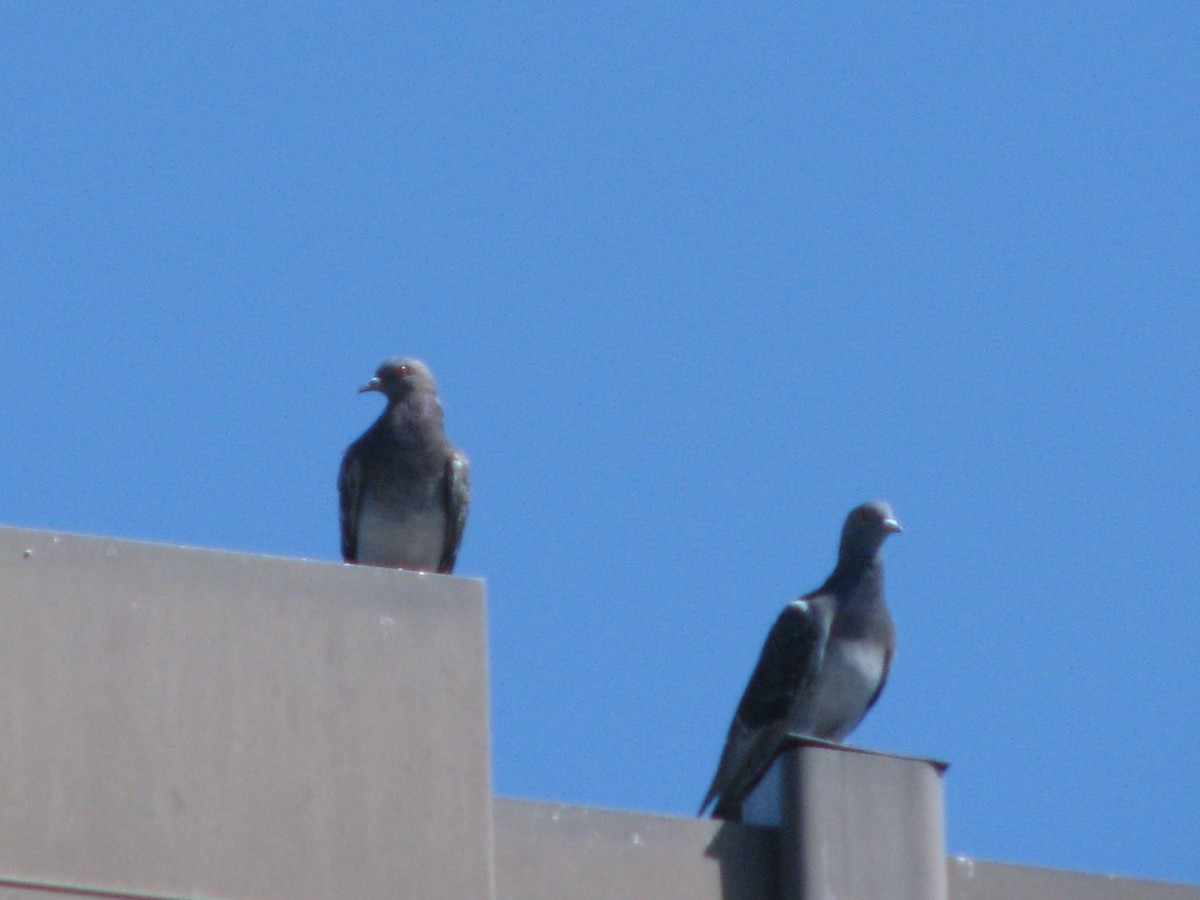 Rock Pigeon (Feral Pigeon) - ML624171009