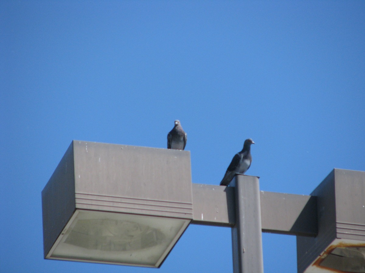 Rock Pigeon (Feral Pigeon) - ML624171010