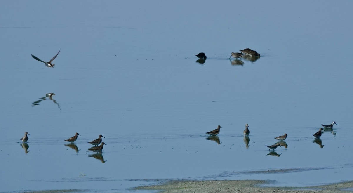 Орог элсэг - ML624171063