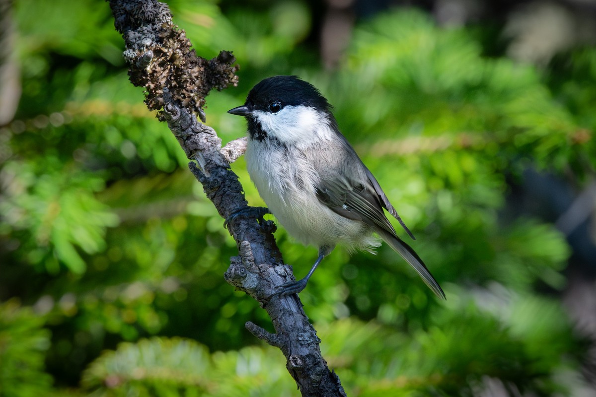 Willow Tit - ML624171089