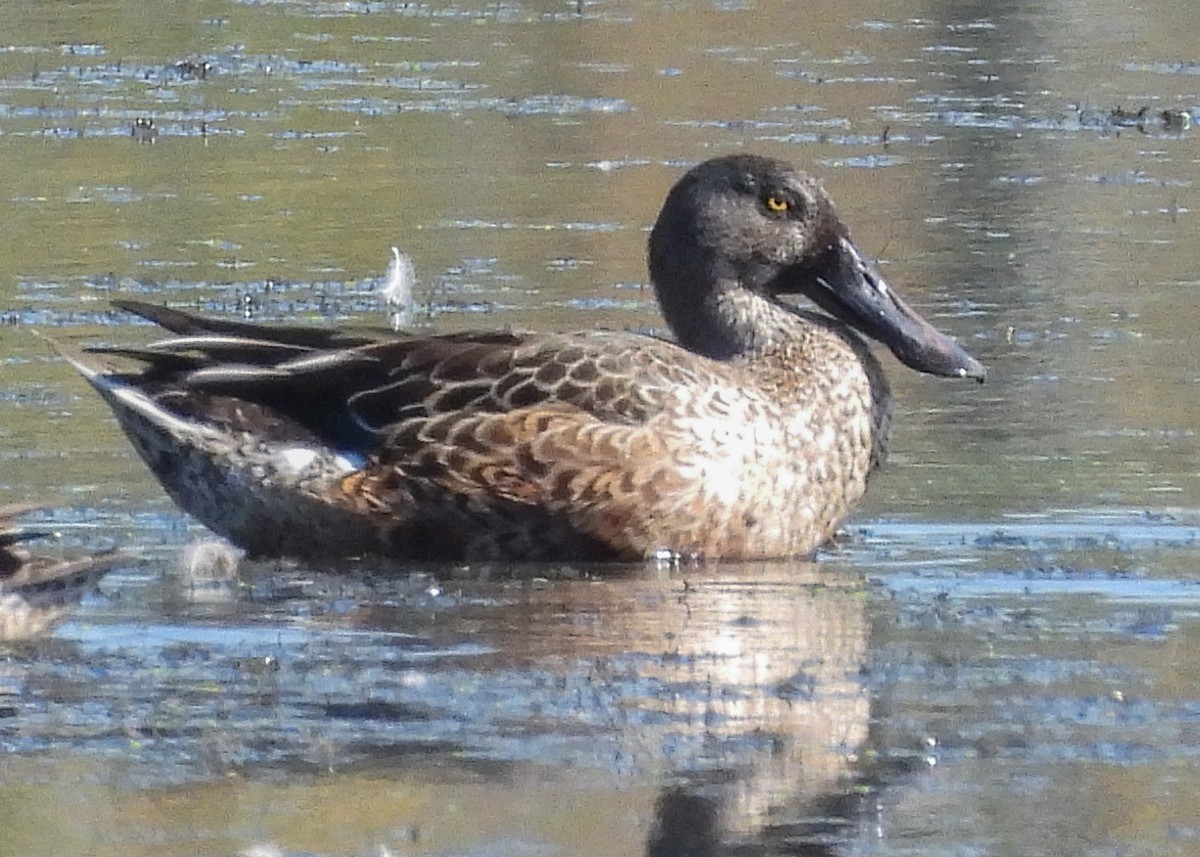 Northern Shoveler - ML624171147