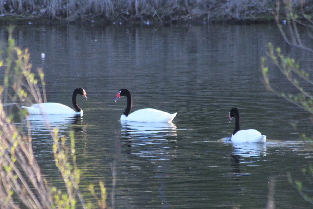 Black-necked Swan - Graciela Martinez