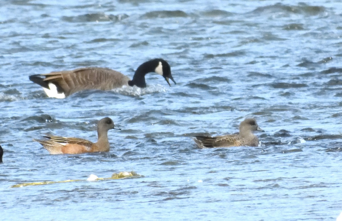 American Wigeon - ML624171183