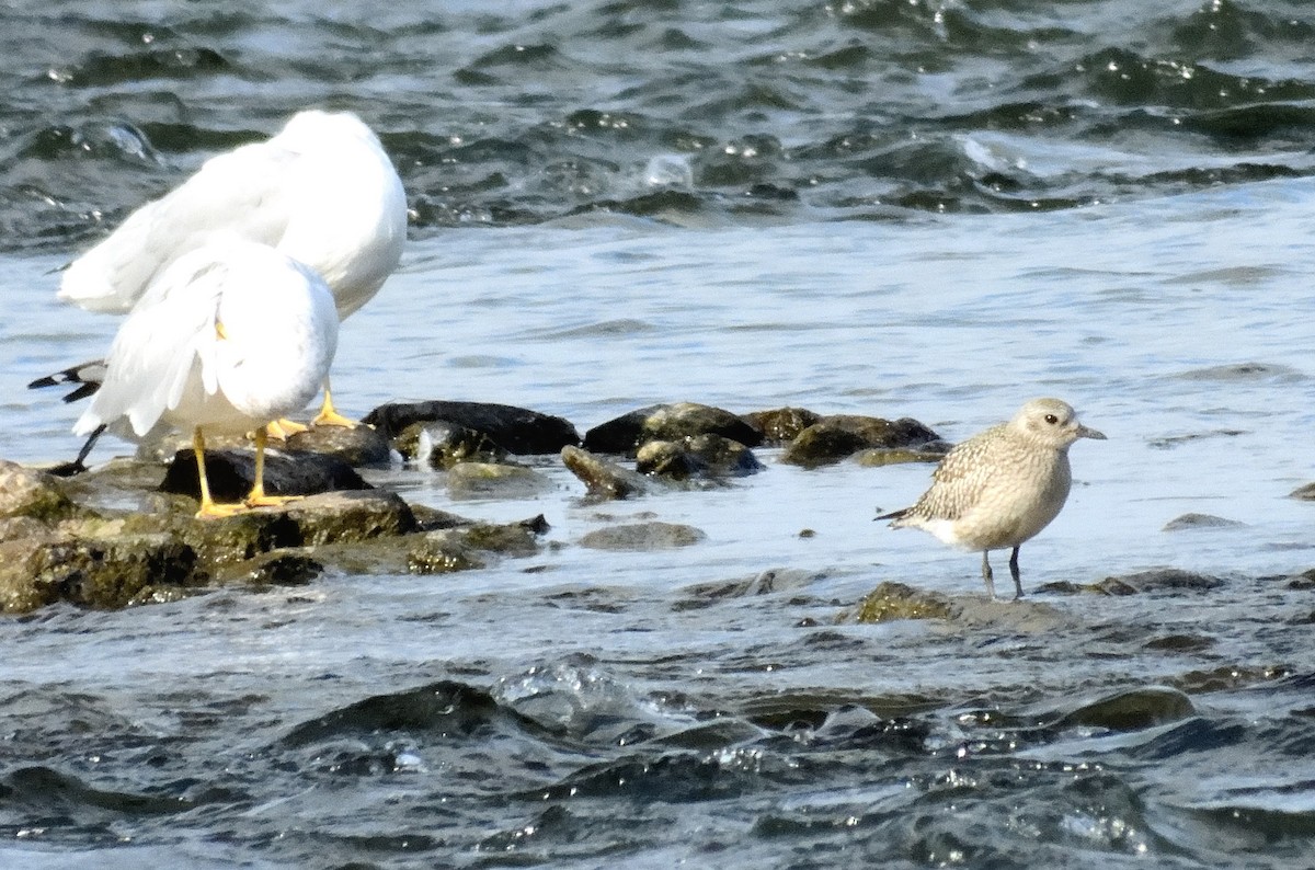 Black-bellied Plover - ML624171199