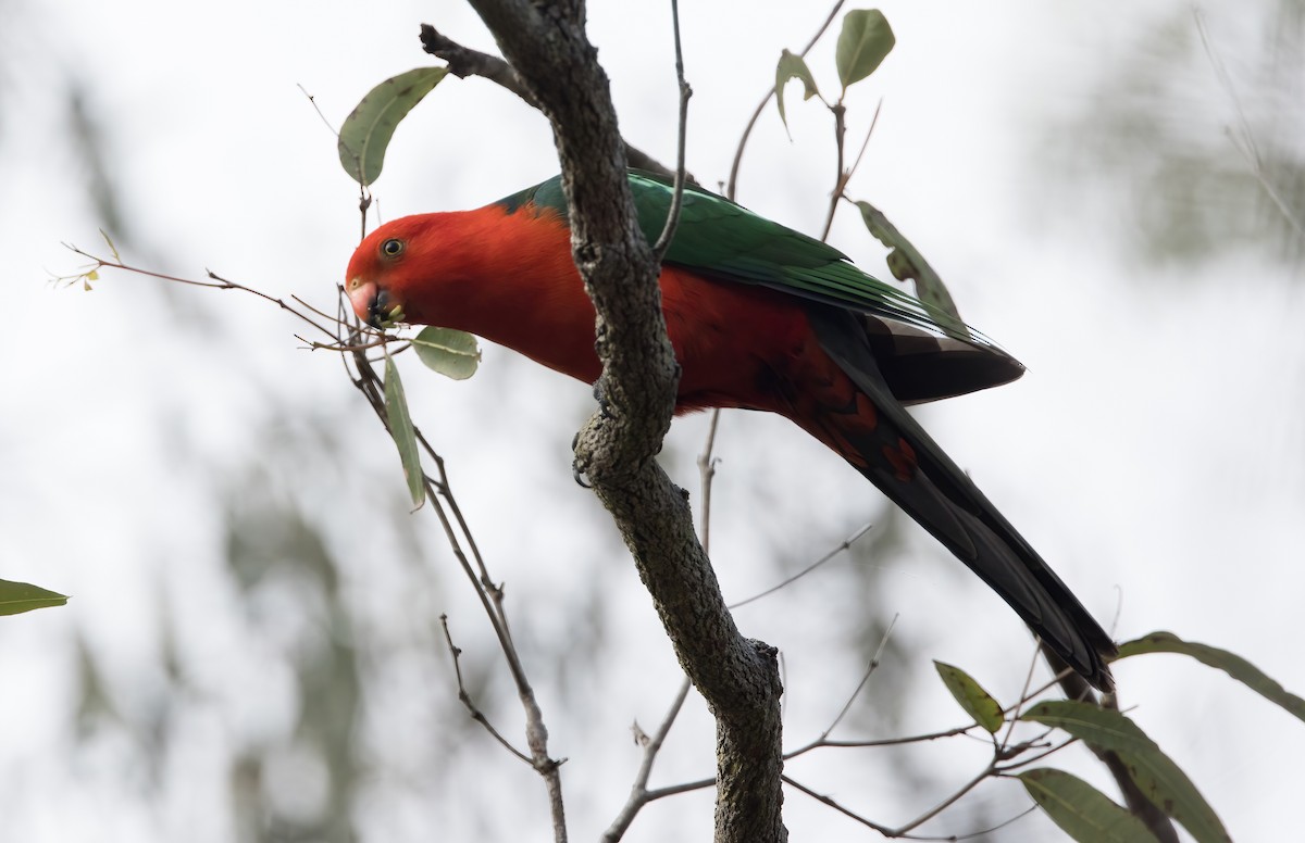 Australian King-Parrot - ML624171210