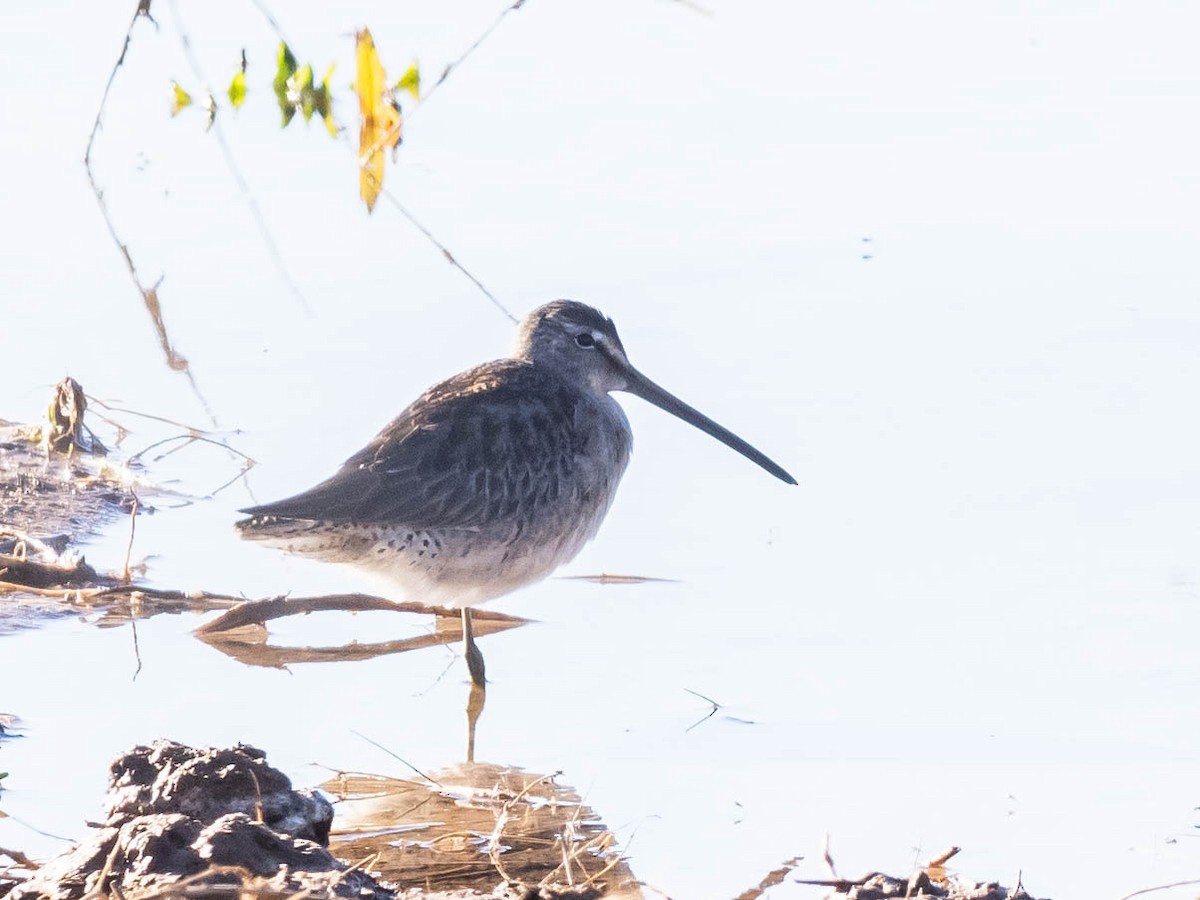 Long-billed Dowitcher - ML624171221