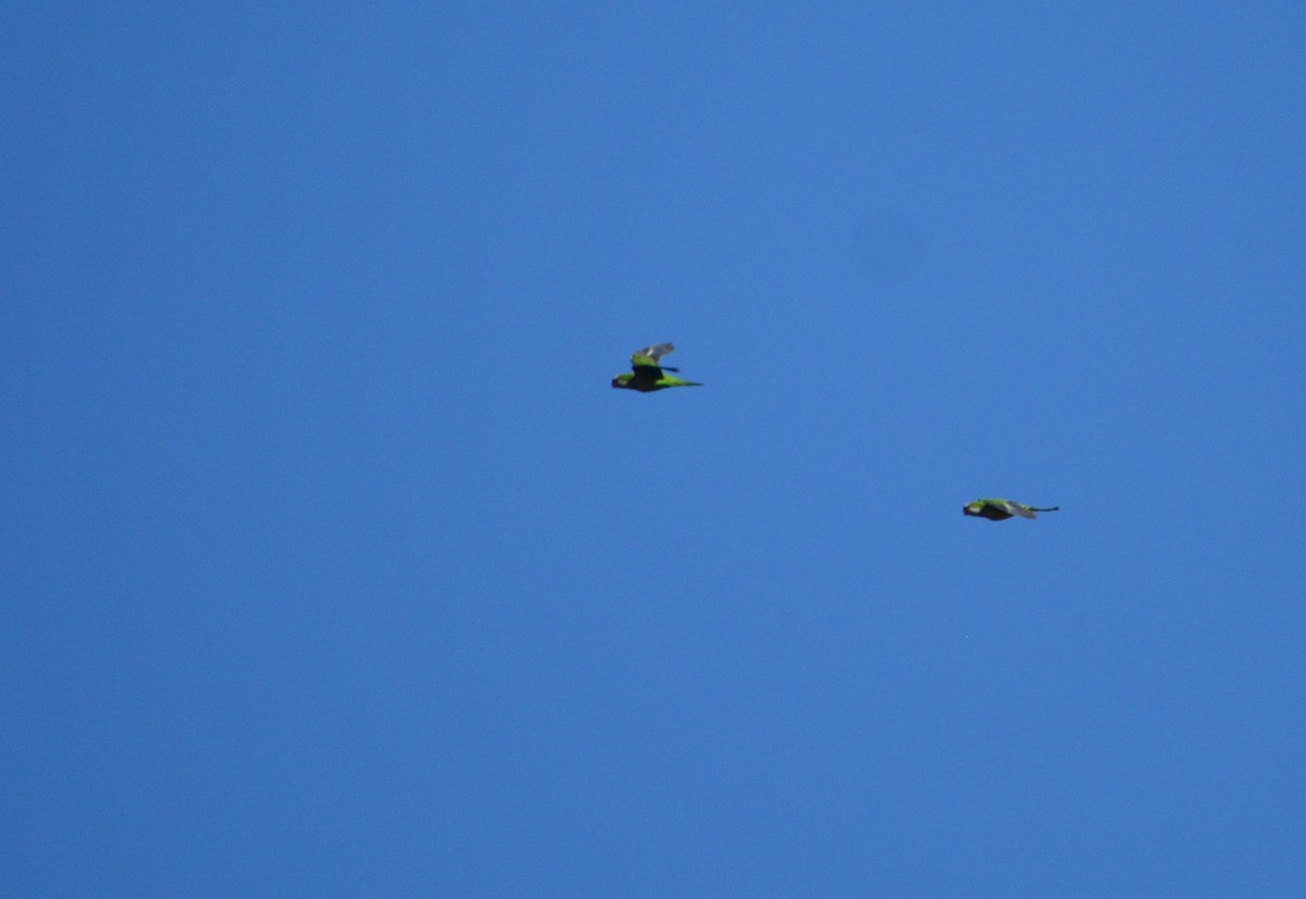 Monk Parakeet - ML624171231