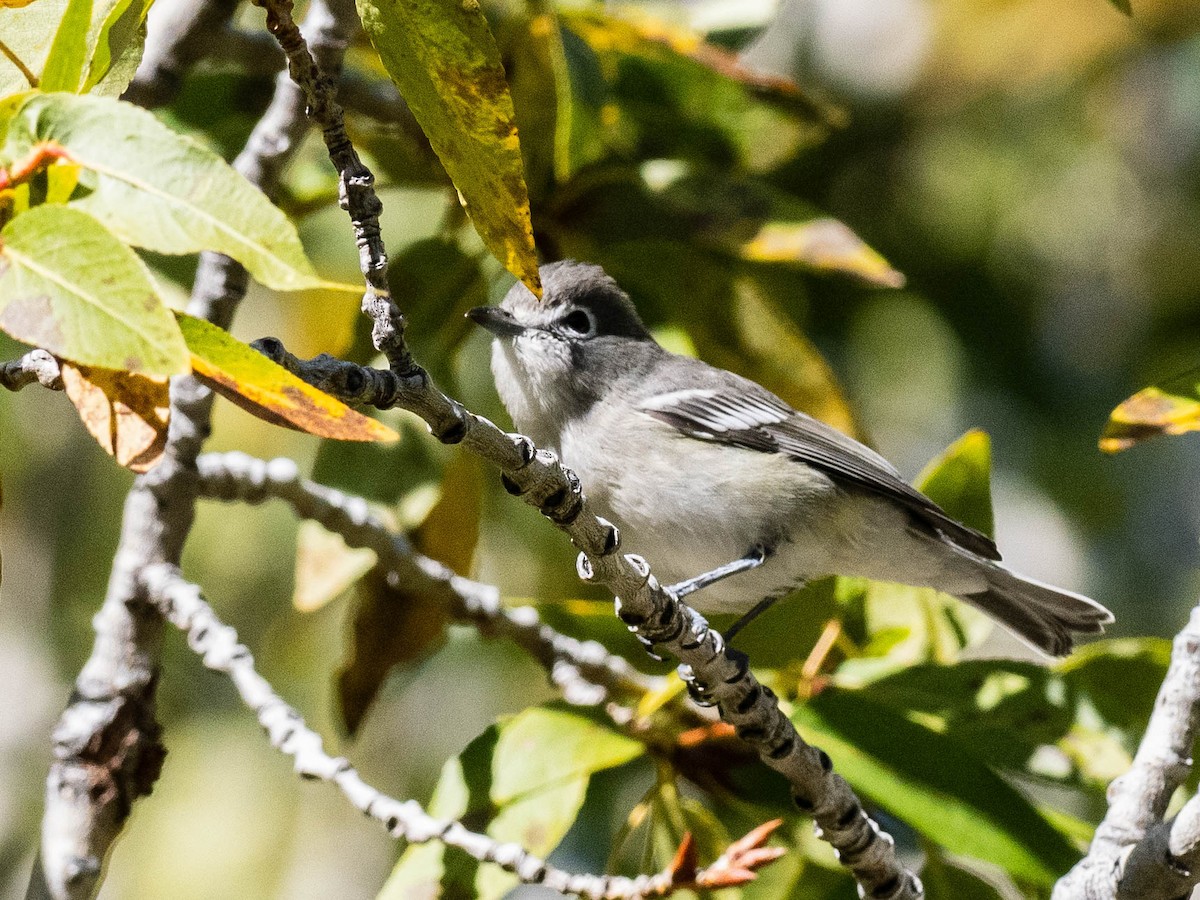 Plumbeous Vireo - ML624171236