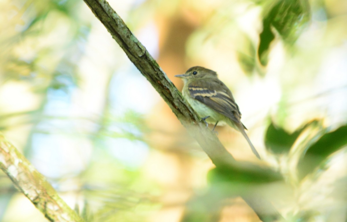 Euler's Flycatcher - ML624171246