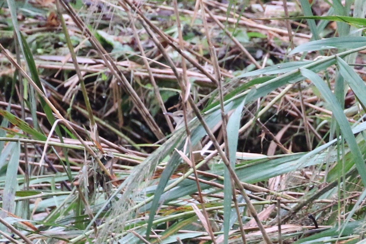 Oriental Reed Warbler - ML624171256