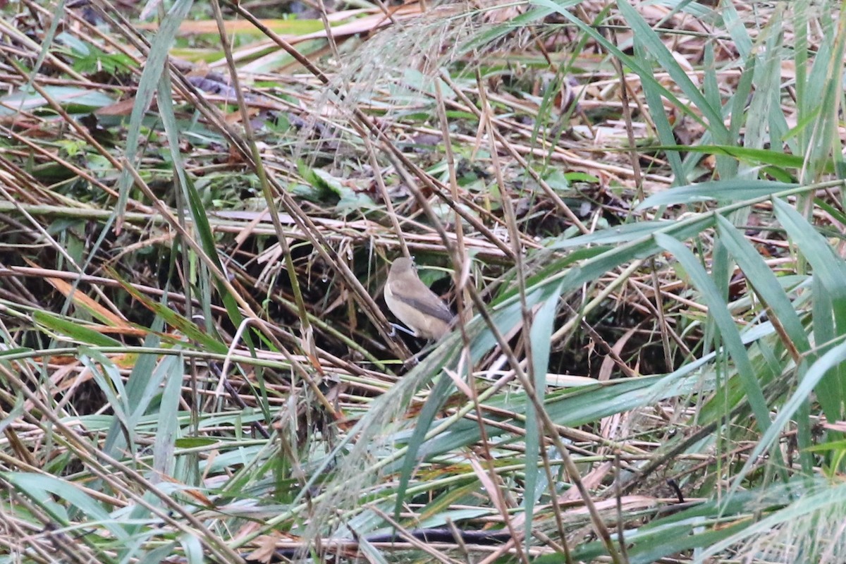 Oriental Reed Warbler - ML624171257