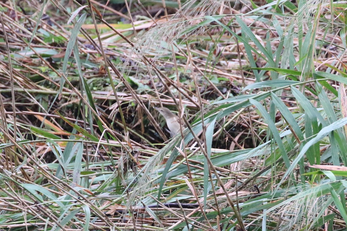 Oriental Reed Warbler - ML624171258