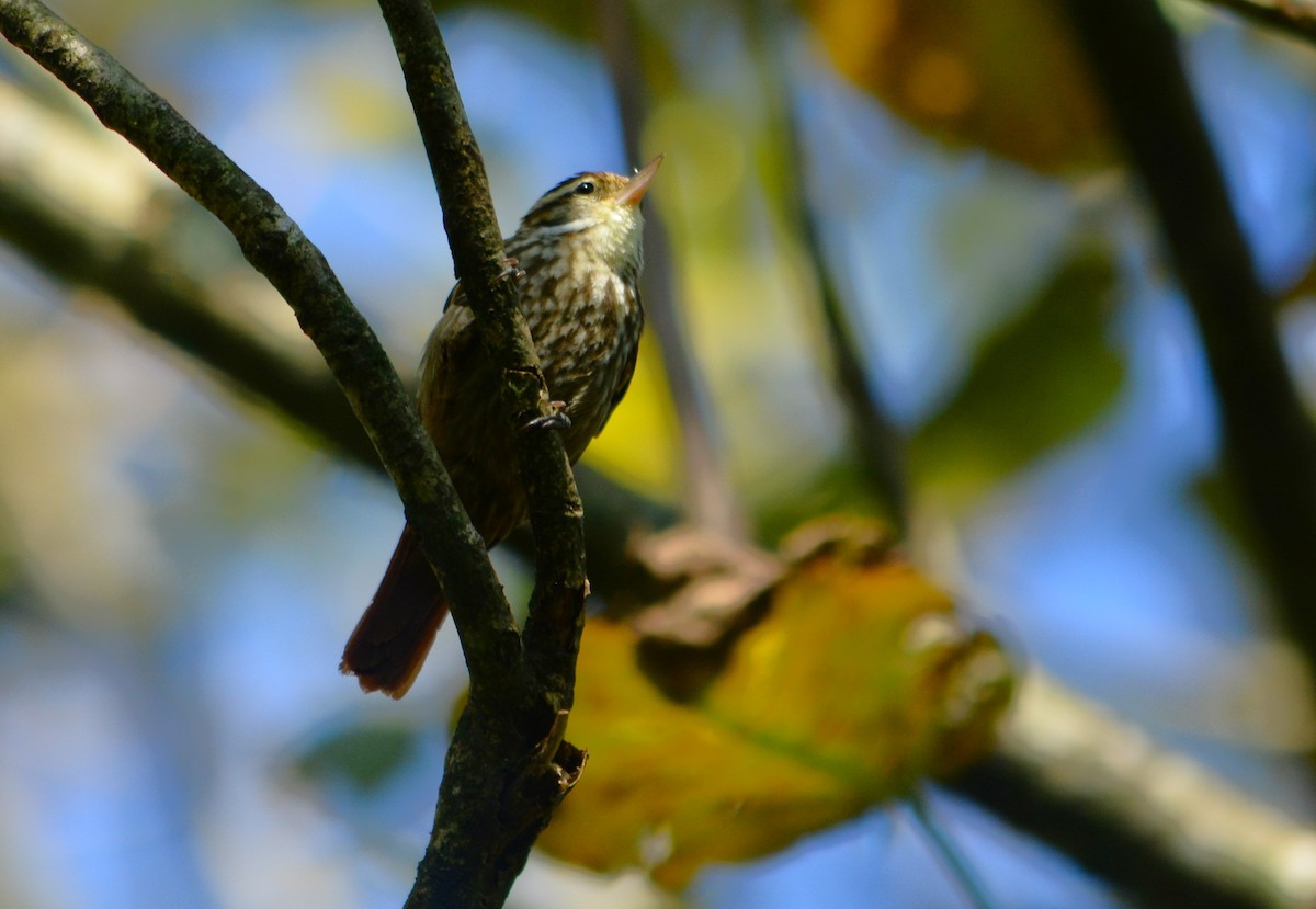 Streaked Xenops - ML624171304