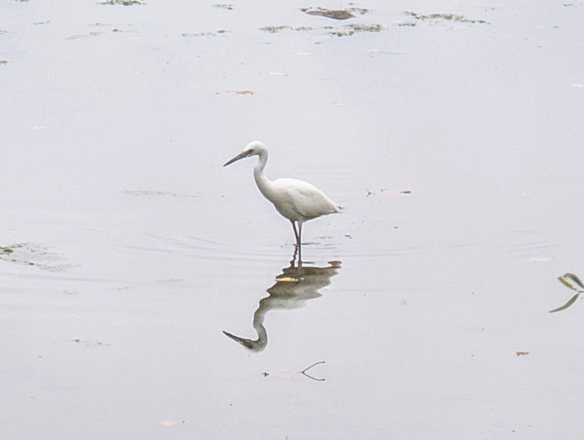 Little Blue Heron - ML624171321