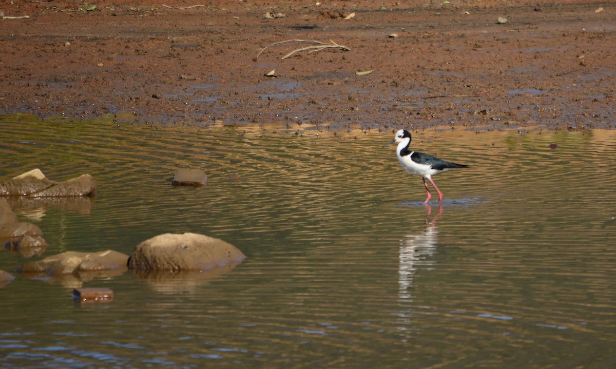 Black-necked Stilt (White-backed) - João Gava Just