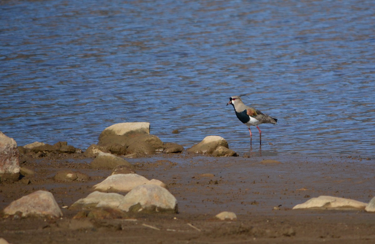 Southern Lapwing - ML624171330