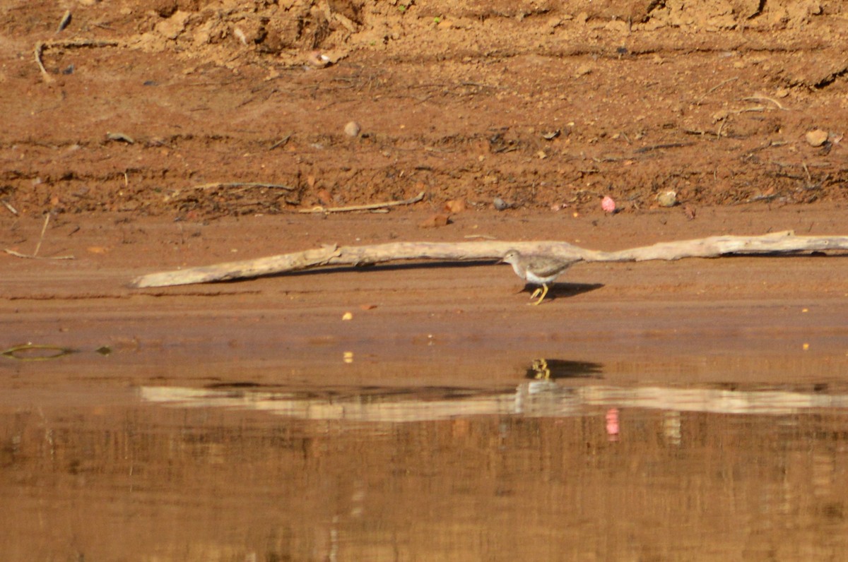 Spotted Sandpiper - João Gava Just