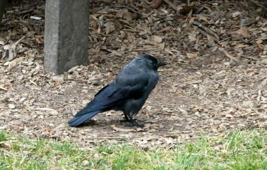 Eurasian Jackdaw - ML624171345